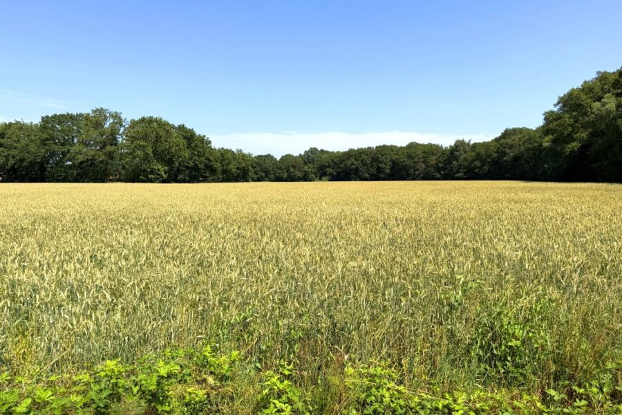 Ein malerisches Kornfeld am Rande von Westerstede-Ocholt
